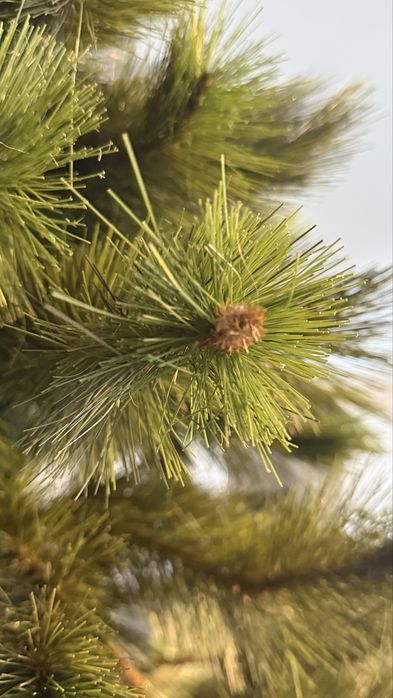 Árvore de Natal 1.80M