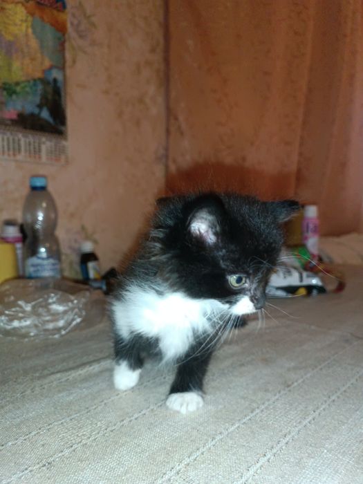 Отдам котят мальчики