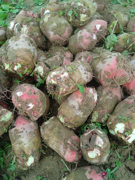 Buraki pastewne czerwone