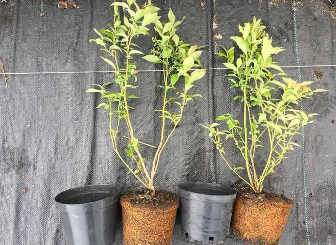 CAC Sadzonki Borówka Amerykańska! 3 letnie! Owocujące sadzonki 60 cm!