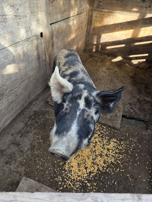 Porco barrasco pietran