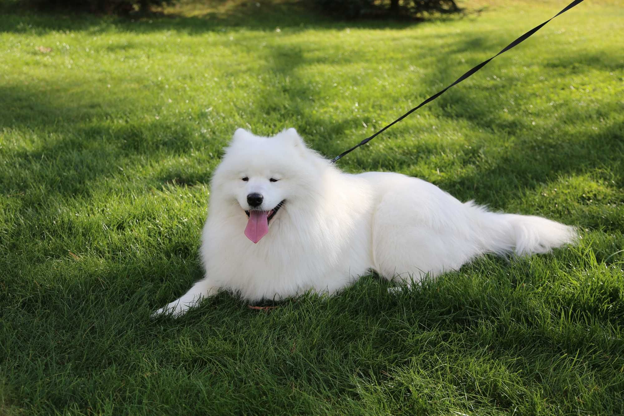 samoyed/samojed reproduktor