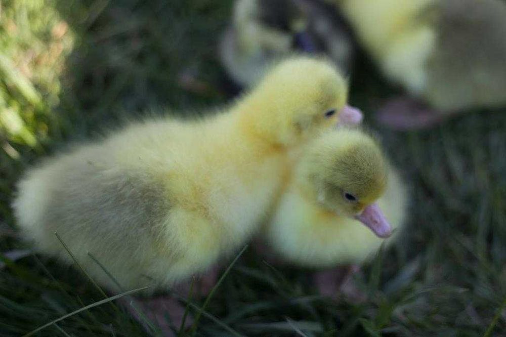 Gęsi na wagę kołudzka, landes, kubańska