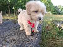 maltipoo szczeniak piesek