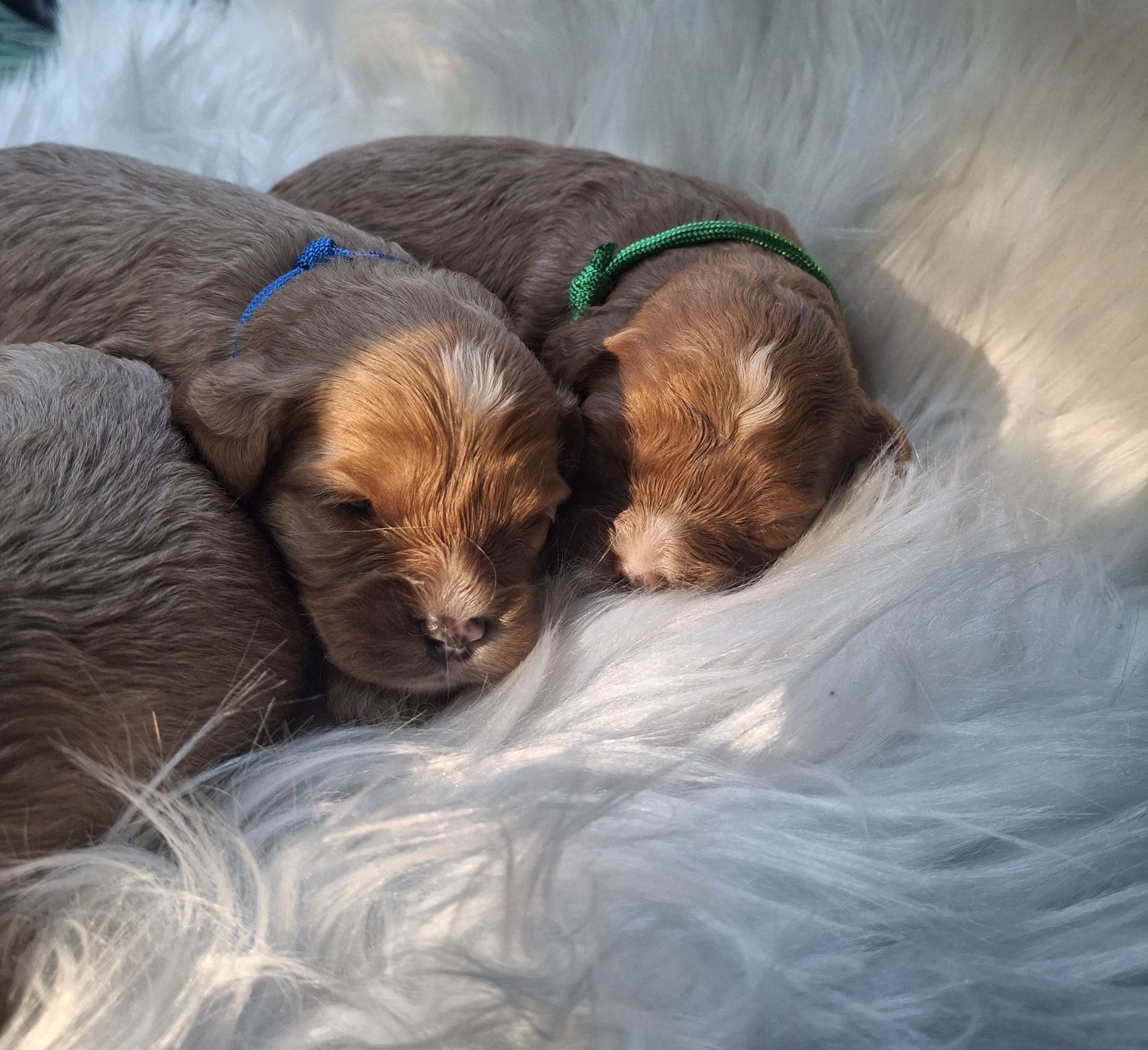 Cavapoo F1 piesek