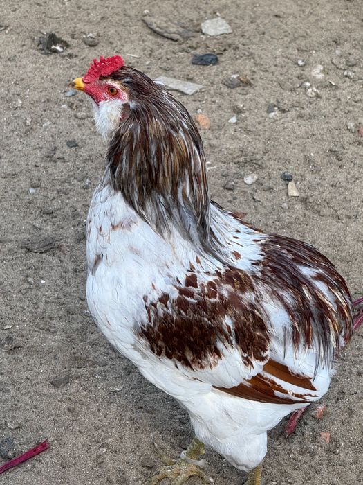 Sprzedam koguty Araucana, Araukana