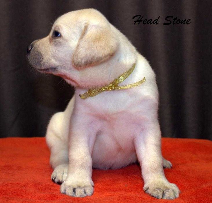 Лабрадор ретривер Документы КСУ-FCI