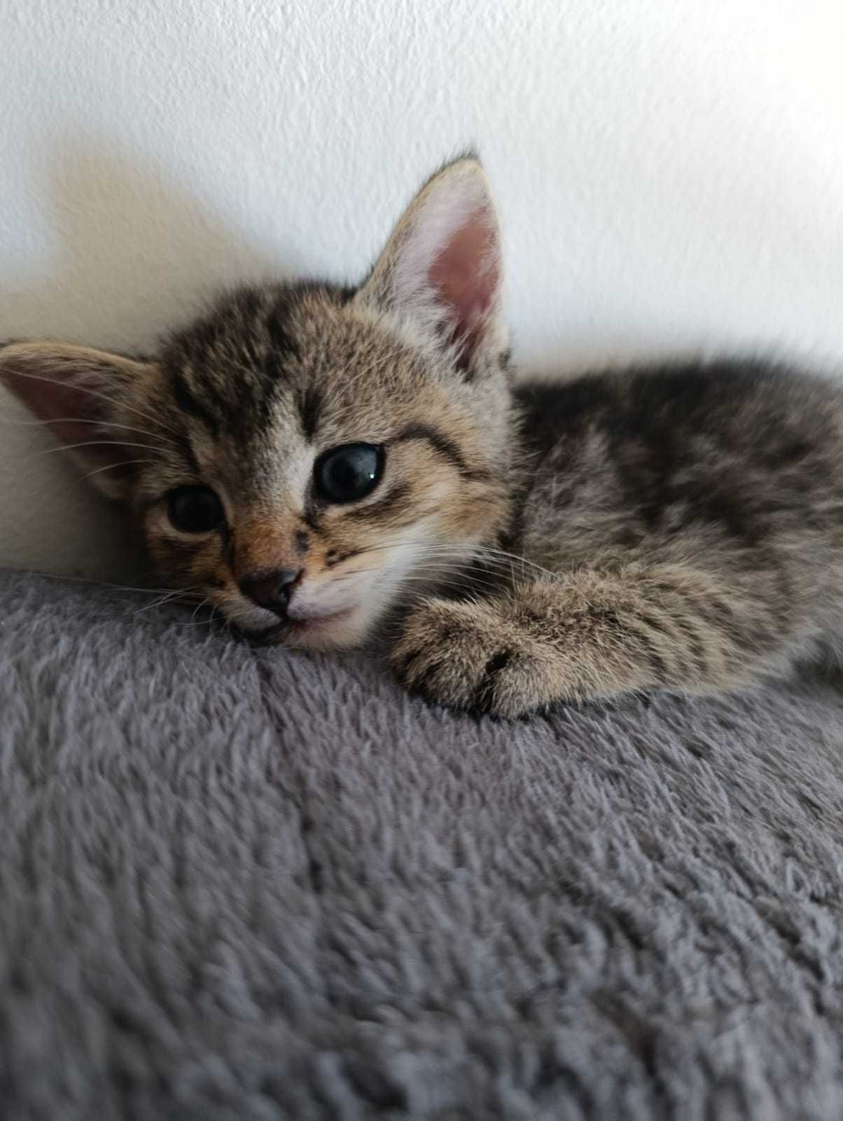 Kotek Staś do adopcji
