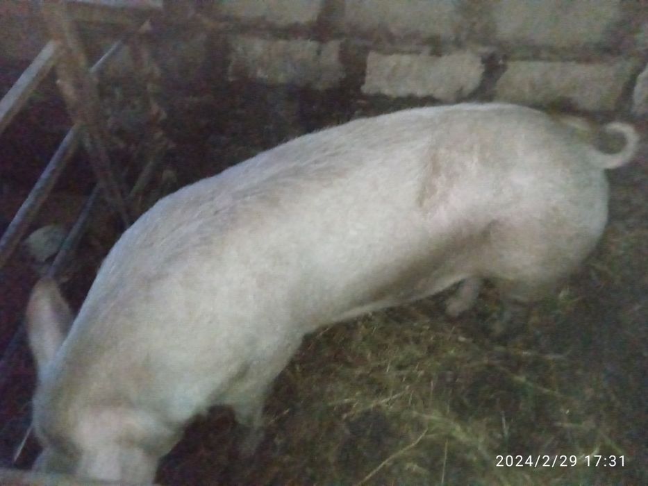 Продам хряка на племя