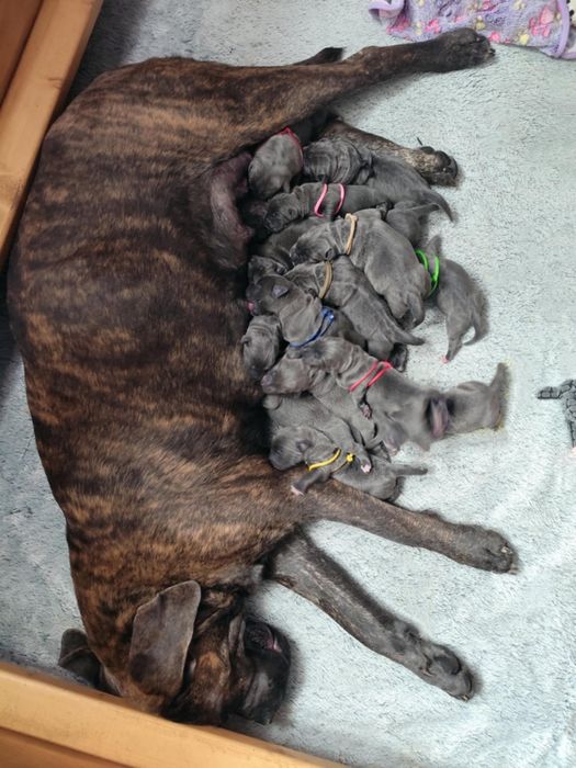 Cane Corso Zapowiedź miotu