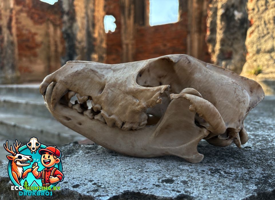 Czaszka lisa/trofeum/replika/dekoracja/ozdoba