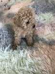 Maltipoo F1b suczka do odbioru po pudel toy red