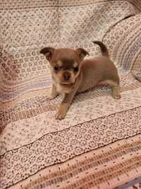 Chihuahua de pêlo curto menino
