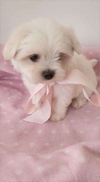 Maltańczyk Piesek, *Piękny* do odbioru.