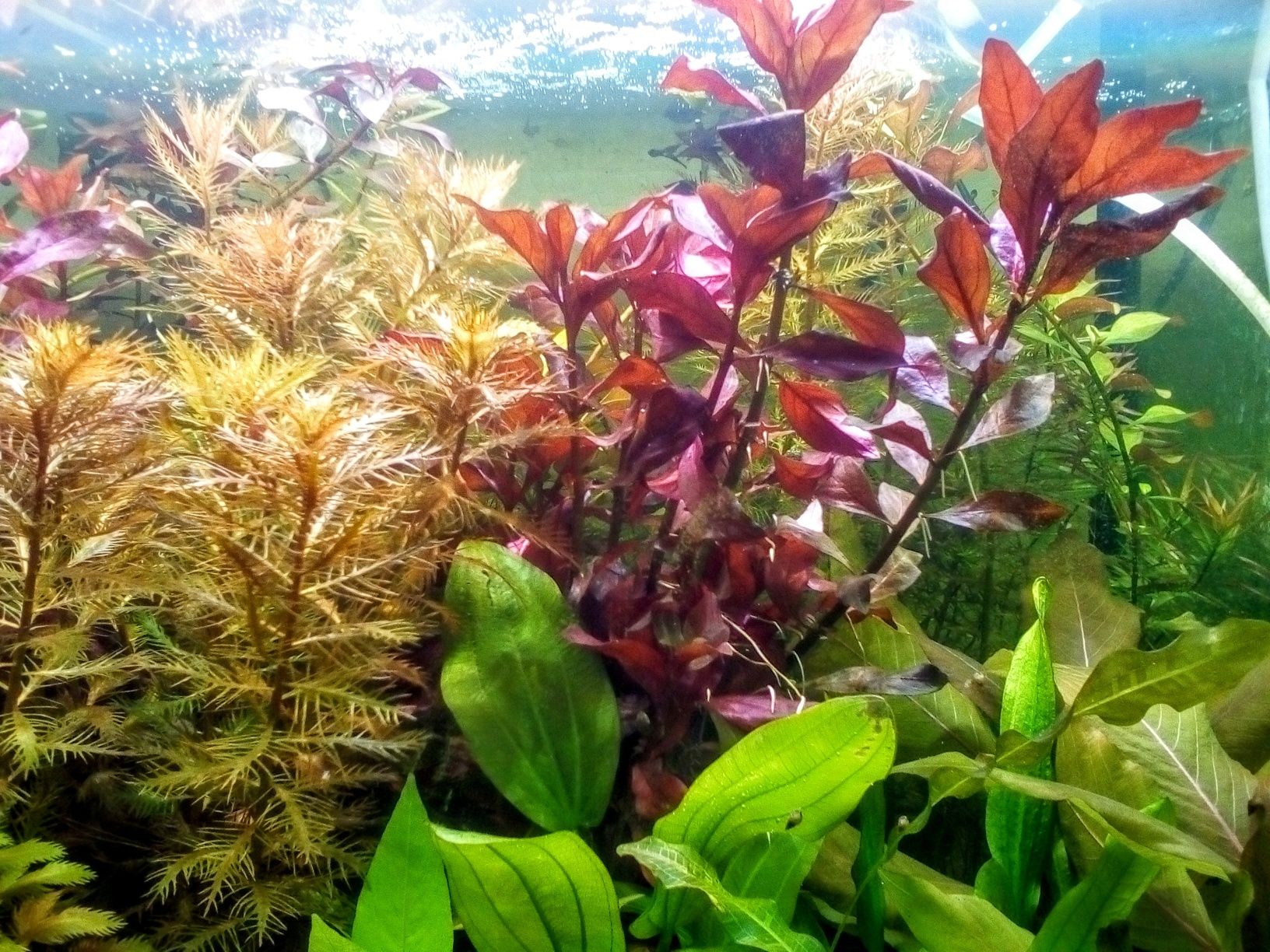 НАБОР аквариумных растений