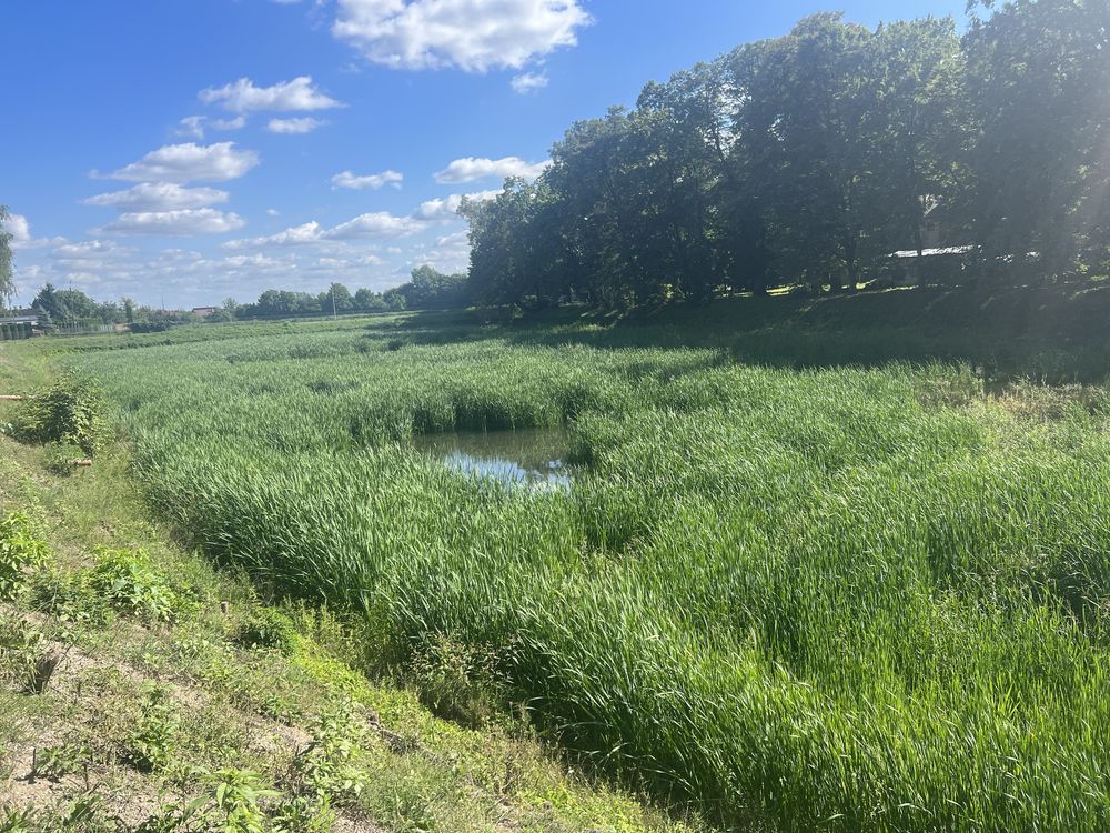 Oczyszczanie stawów akwenów wodnych oczek, odmulanie mulczowanie