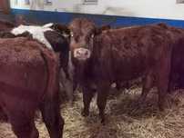 6 odsadków 300kg