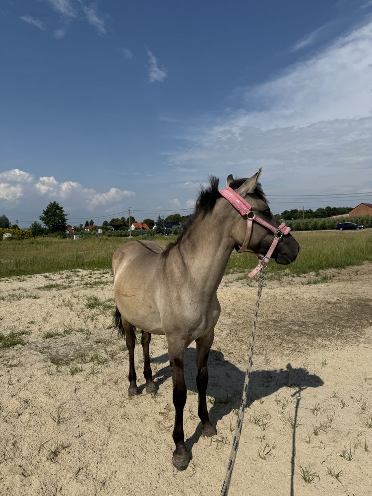 Klacz konik polski/hucuł