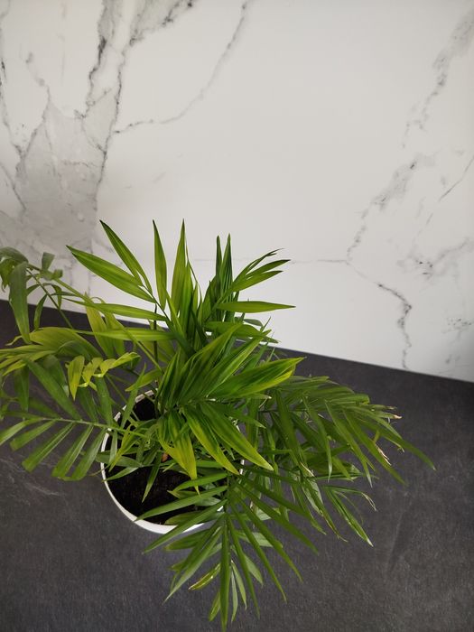 Монстера велика пишна