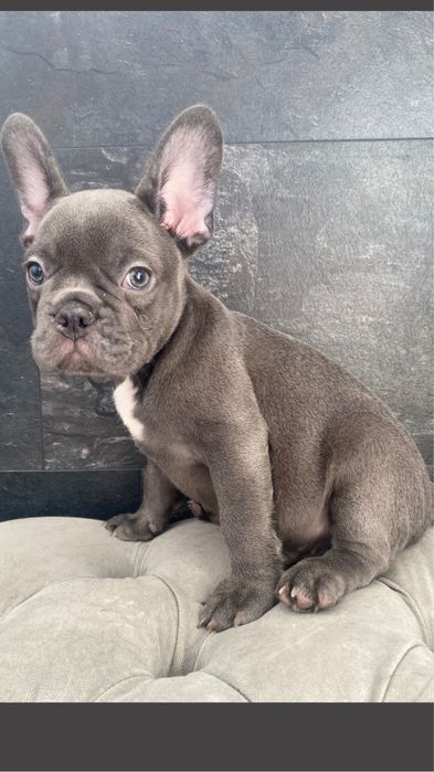 Щенки французского бульдога Киев, доставка Европа