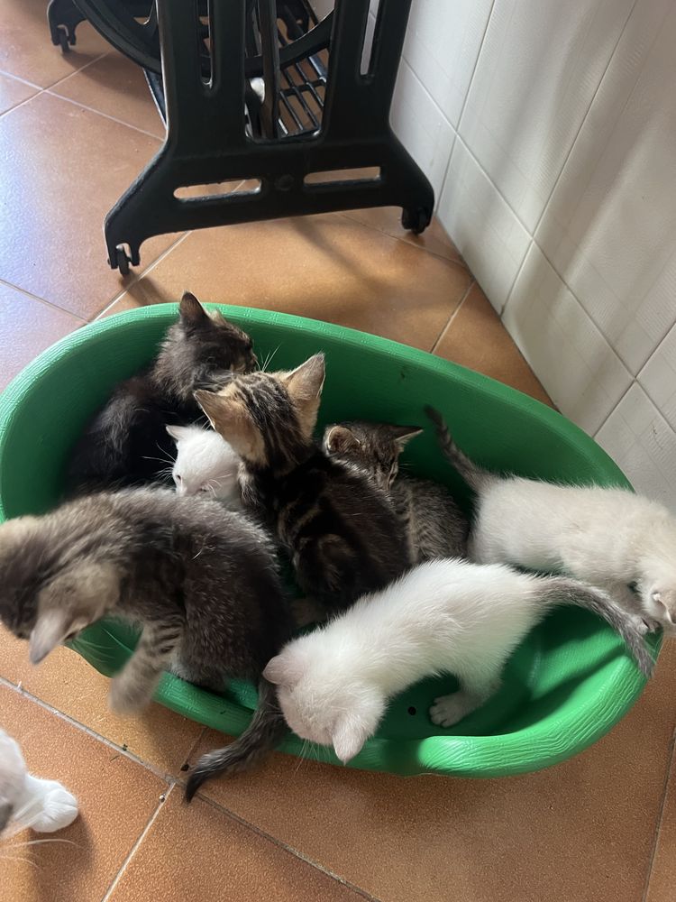 Gatos para adoçao