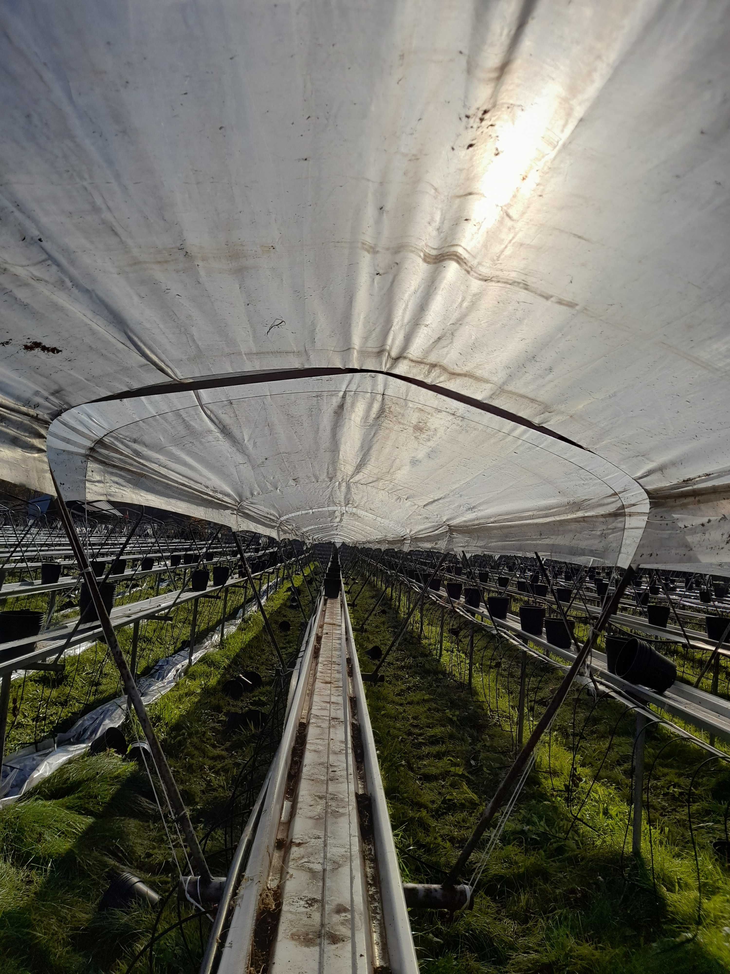 Tunele daszki do uprawy truskawek rynny nawadnianie