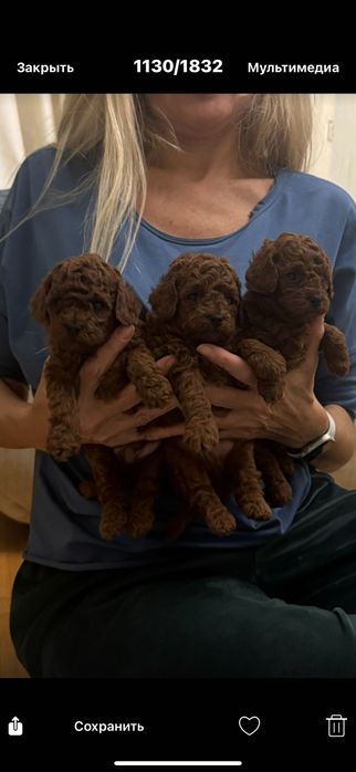 Той -пудель в насиченому окрасі  red-Braun