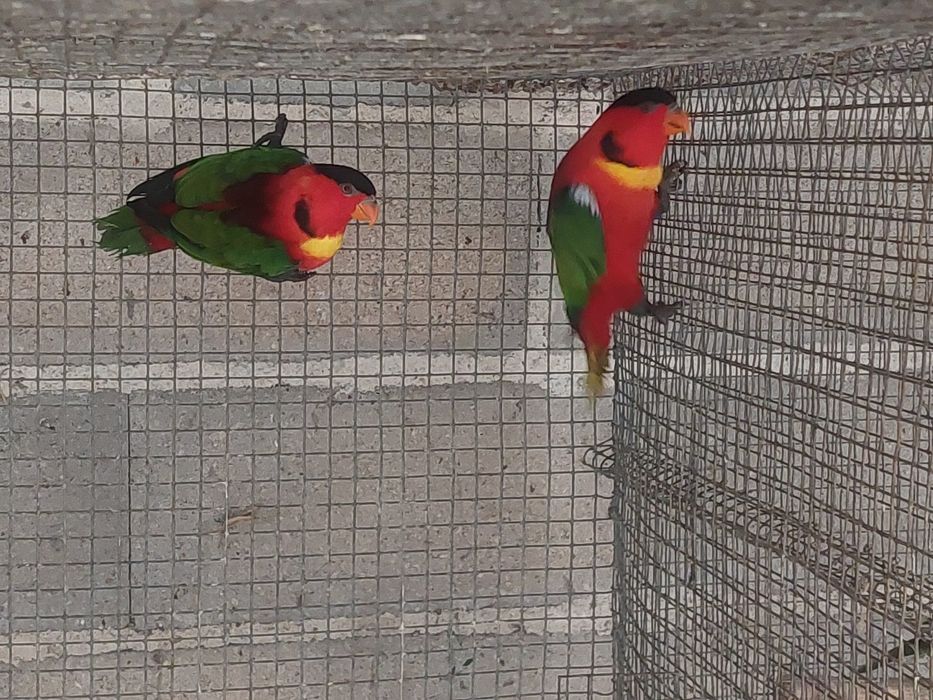 Tenho para cedências varios casais roselas e pyrrhuras loris