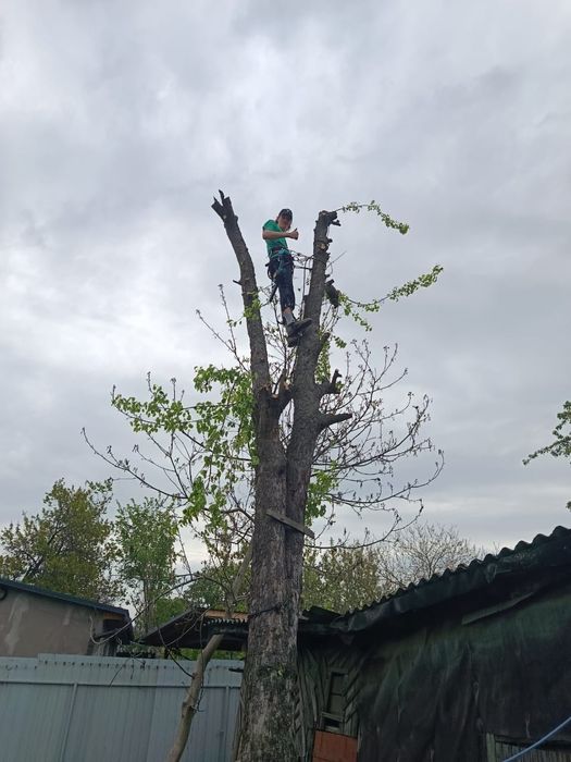Спил дерев, валка дерев, розпил, обрізання гілок