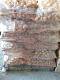 Ziemniaki odmiana MAZUR rok po kwalifikacie kaliber sadzeniaka 30-50mm