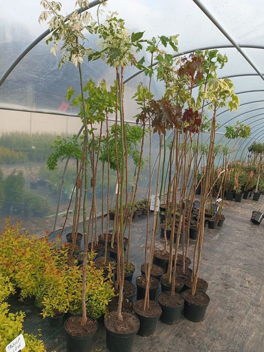 Catalpy klony wierzby, wiśnie japońskie