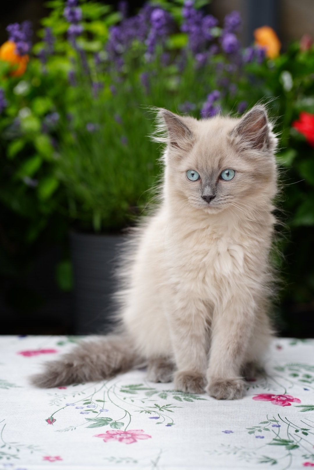 Kocurek blue mink Cattris ragdoll/cherubim