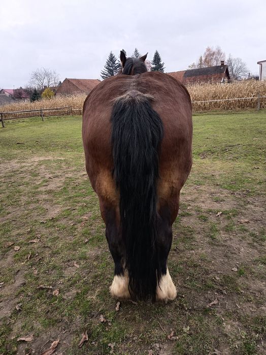 Klacz zimnokrwista - arden polski 84 pkt