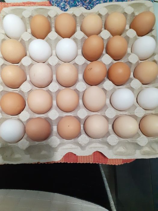 Інкубаційне яйце, инкубационное яицо