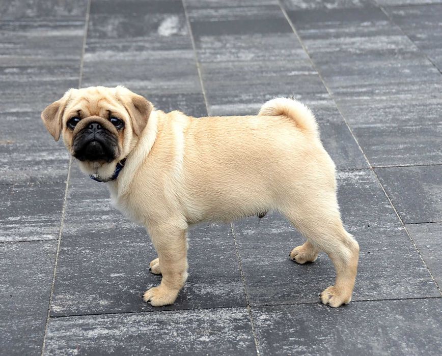 Цуцик 4.5 міс неймовірного коліру