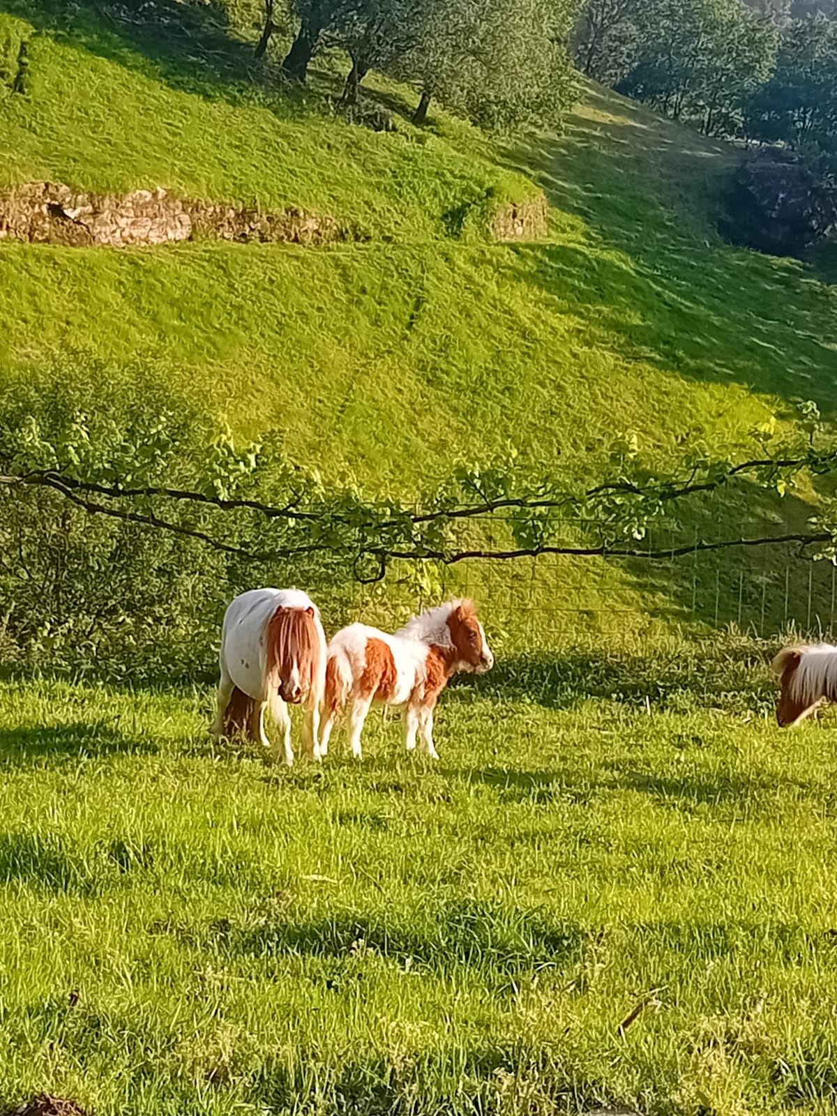 Ponei de cor branco e castanho