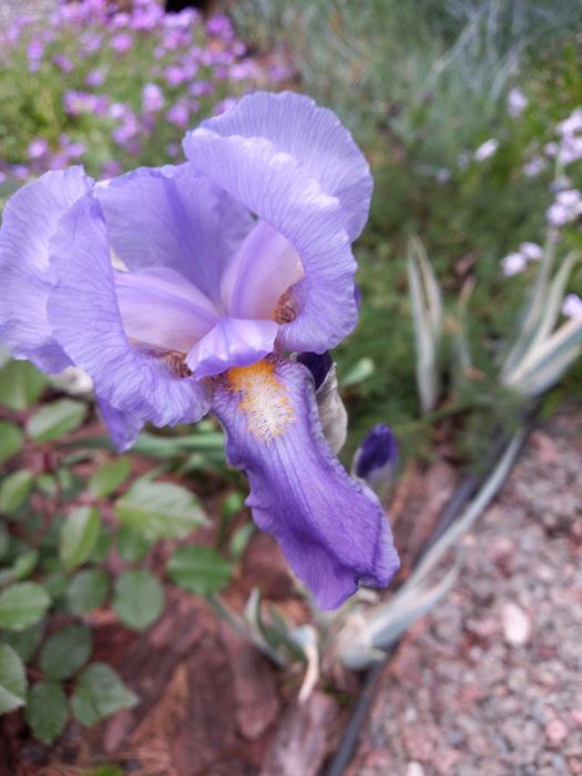 Ірис варієгатний  висота до 40 см . Є 2 види:  білим і жовтим відтінко