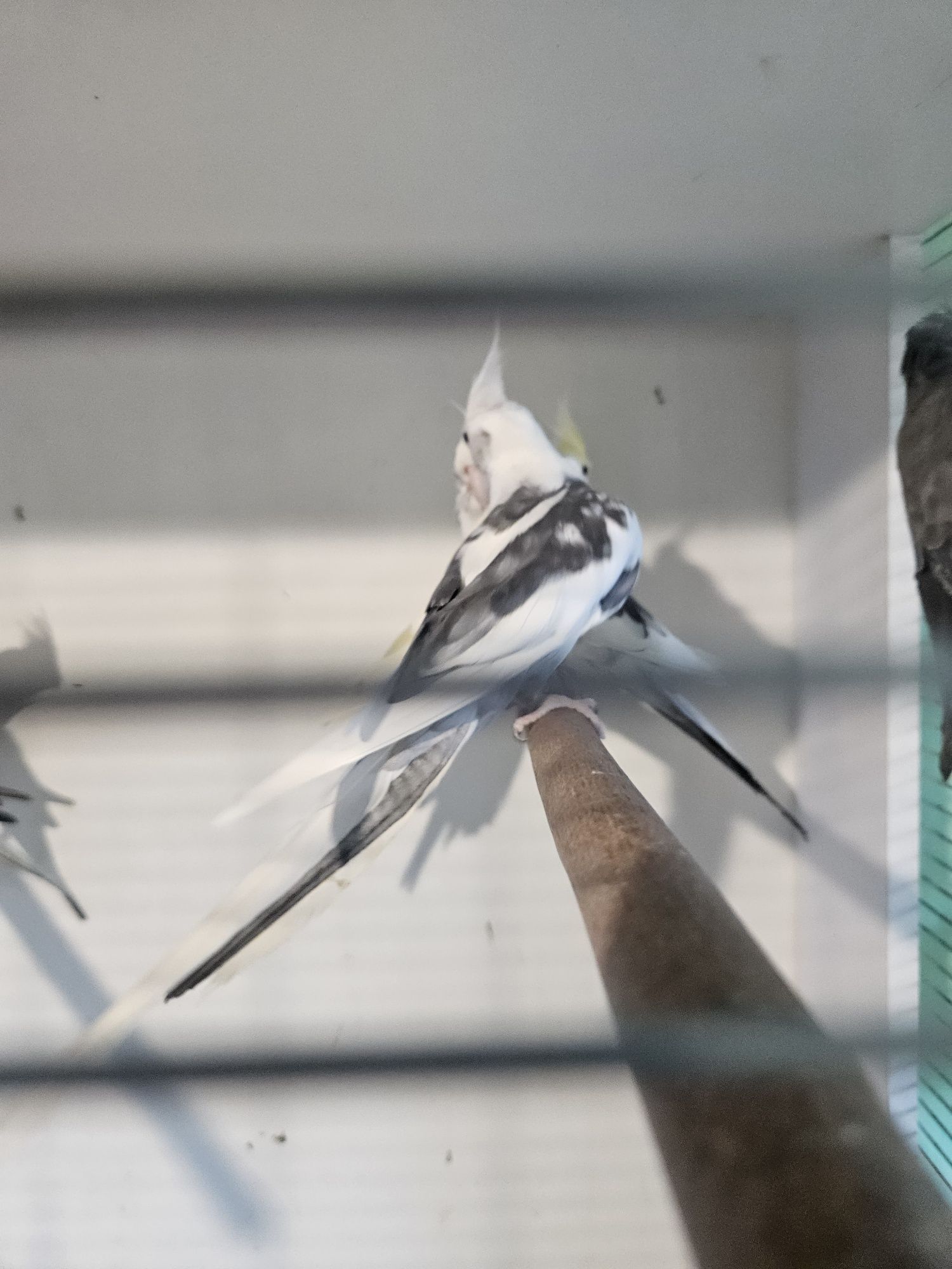 Nimfy Sklep zoologiczny Rafa Kraków