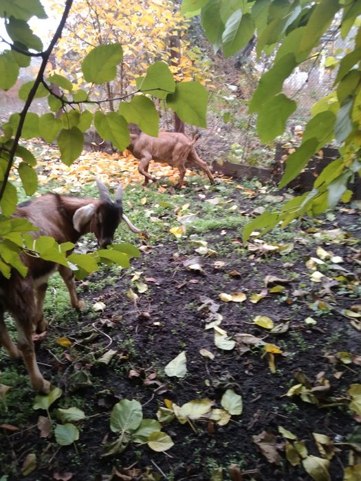 Англонуб.козли или обмен
