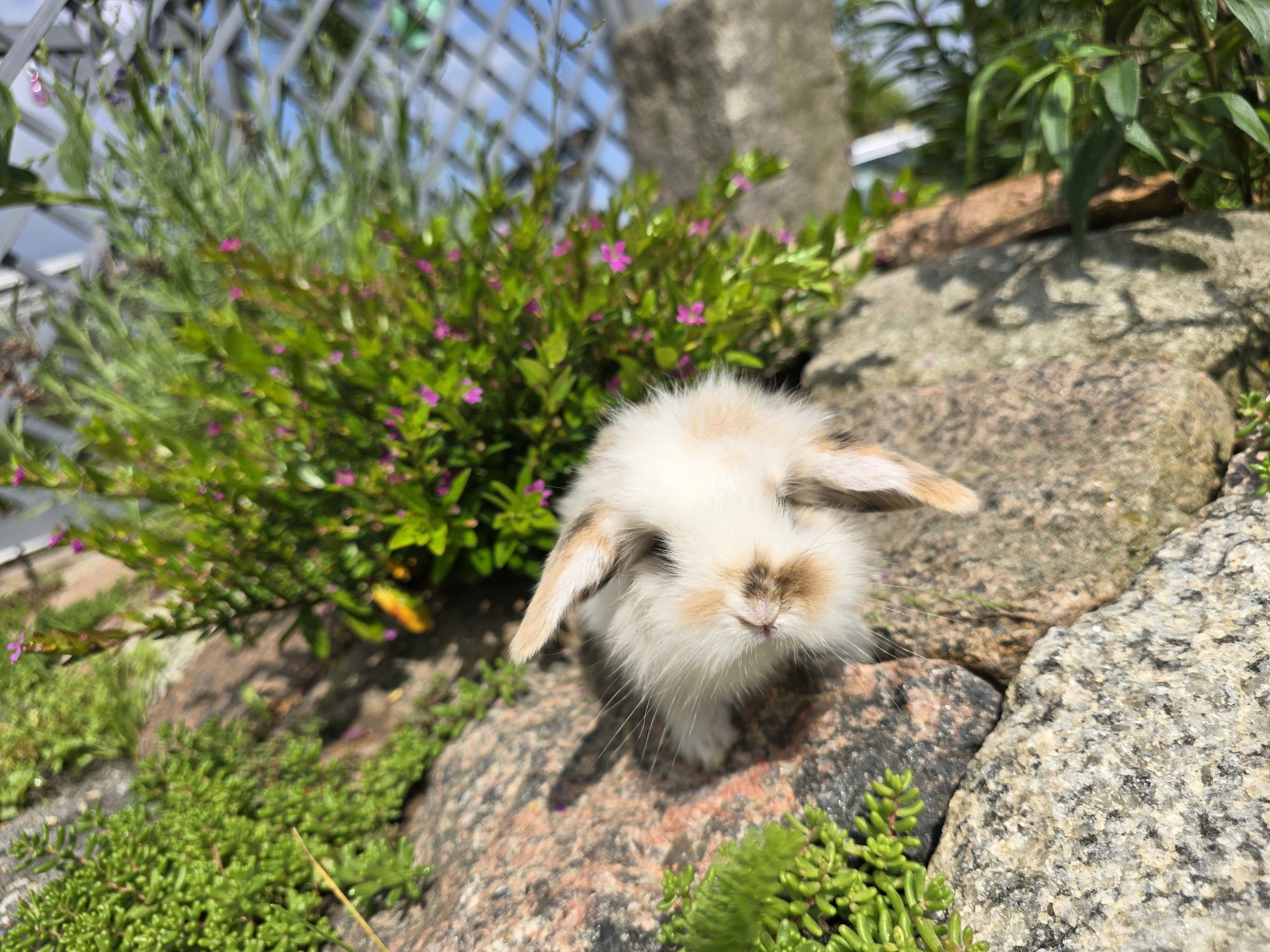 Królik króliczek mini lop tricolor baranek miniaturka