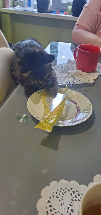 Передержка котов