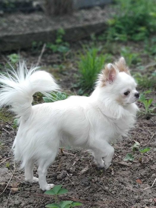 Чіхуахуа красень Ромка запрошує на вязку