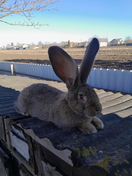 Самочка породи фландер.