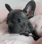 *Buldog francuski suczka blue blu niebieska do odbioru od 15.07