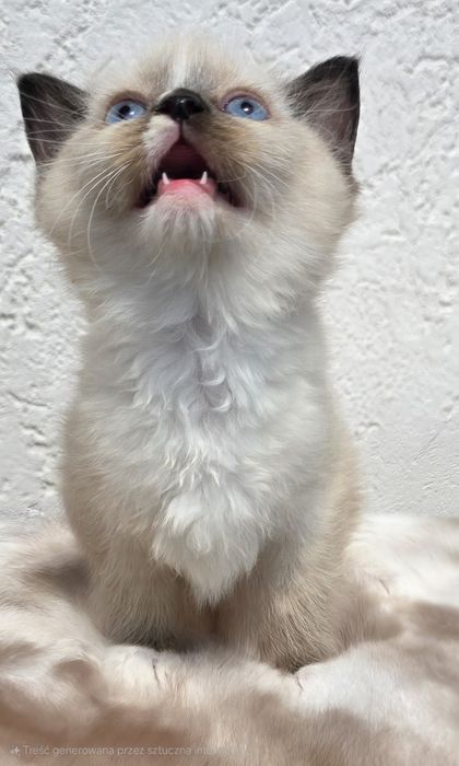 Ragdoll kocurek 5mcy