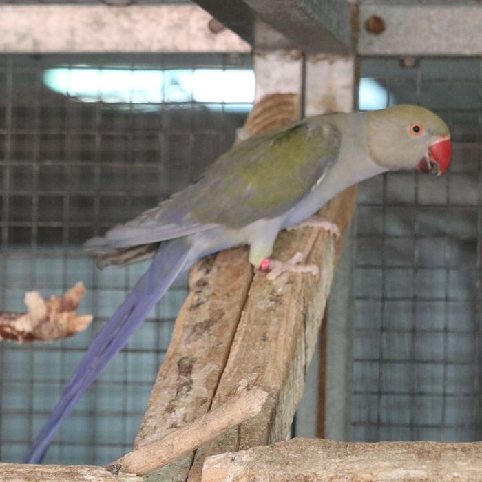 Ring neks turquesa violeta cc