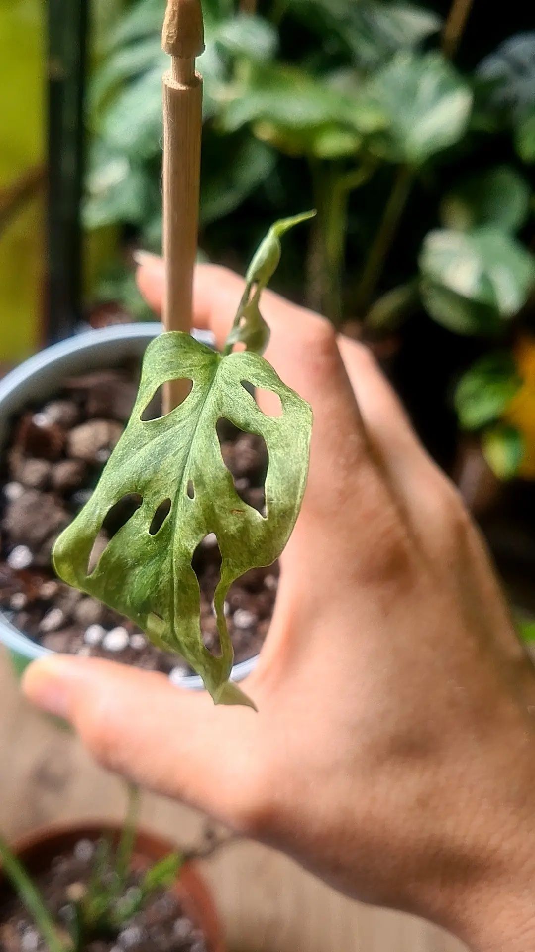 Frozen freckles  monstera kolekcja