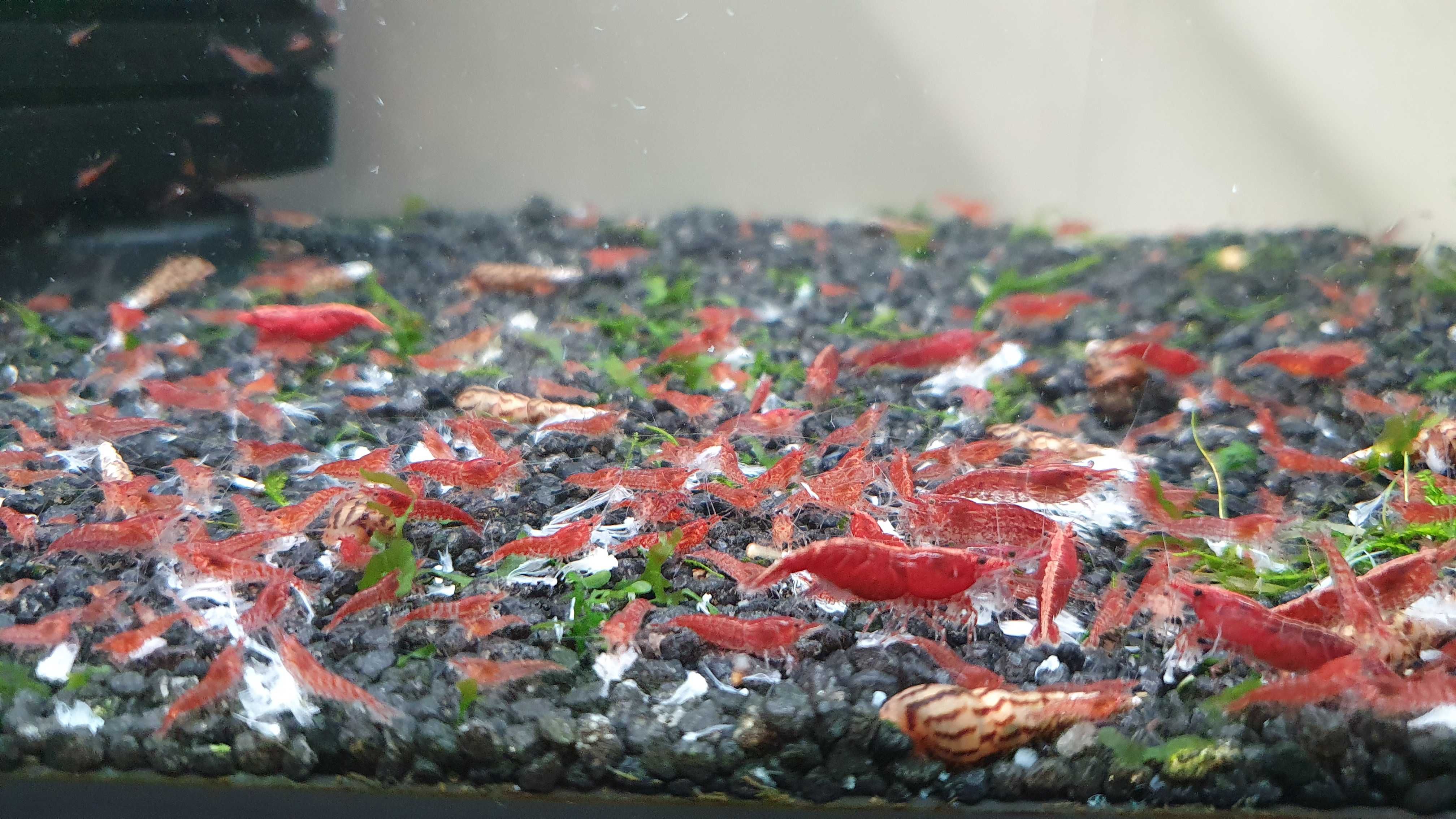 Krewetki Red  Cherry
