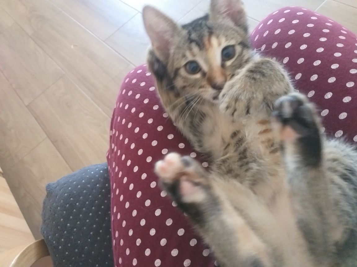Gatinha para adoção responsável