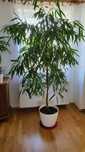 Fikus ALII Ficus - wąskolistny 230cm podwójny